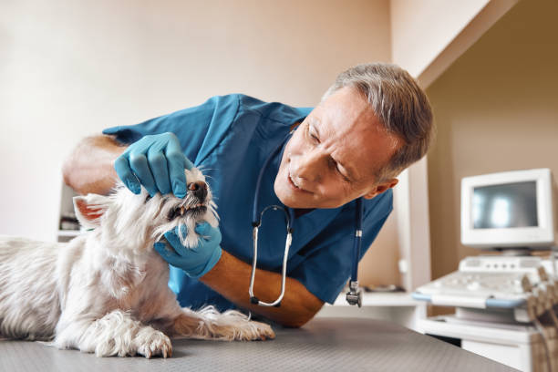 Best Emergency Root Canal Treatment in Lehi, UT